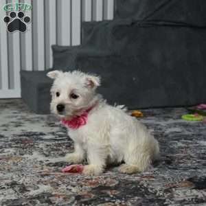 Kendra, West Highland Terrier Puppy
